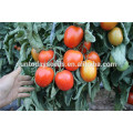 Suntoday mayorista rio roma grande determinada siembra de indio rojo sgyanta 1359 semillas de tomate abiertas archivadas (22015)